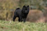 SCHIPPERKE 790